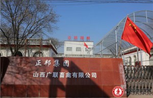 山西广联畜禽“营养套餐”迎来销售旺季