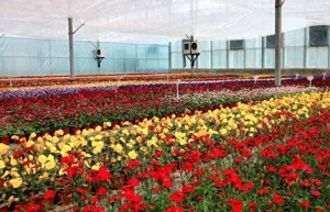 晋源区：春花绽新姿 花田绘新景
