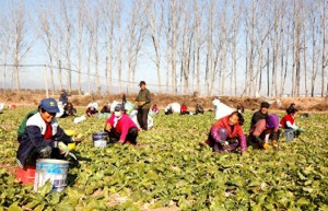 太原市晋源区北河下村种植基地：芥菜抢收忙